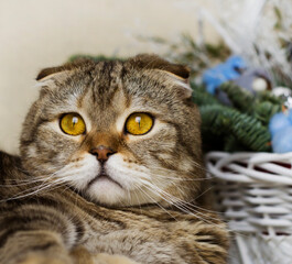 Portrait of a cat. A large pet with yellow eyes.