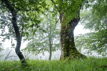 Fototapeta premium Sierra de Aralar, Navarra, spain