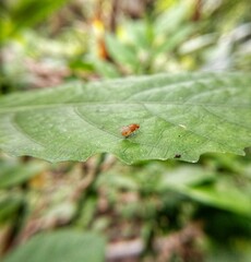 ladybird on leaf