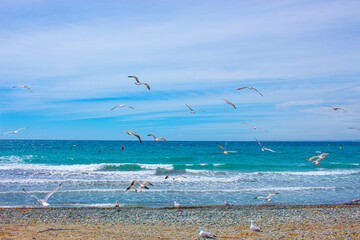 seagulls on the sea