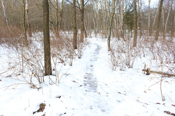 
Snow fell in the forest. Branches of trees in ice and snow. The path is trodden deep into the forest.