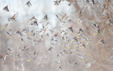 Bohemian Waxwings (Bombycilla garrulus) flying off in a Canadian winter