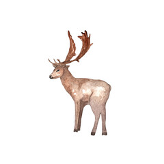 Naklejka na ściany i meble Deer standing watercolor hand painted illustation on white background.