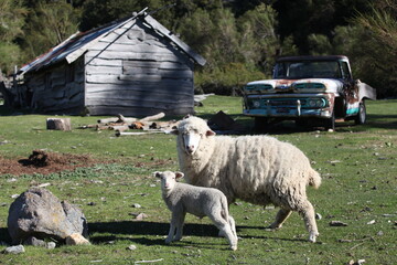 Moutons d'Argentine