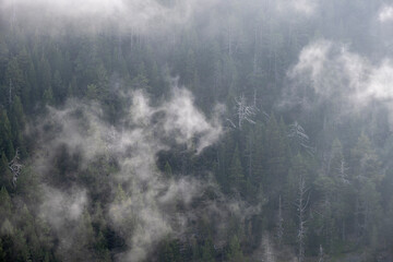 Fototapeta na wymiar pines, Aure valley, Hautes-Pyrenees department, France