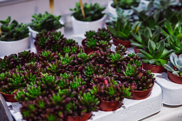 close up on different types of succulents growing next to each other in a greenhouse, different colors and shapes