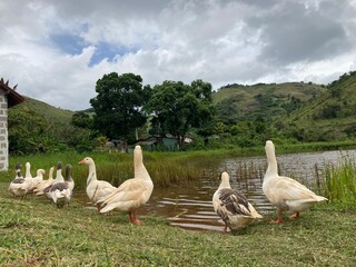 Patos na beira da lagoa
