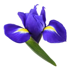 Schilderijen op glas Blue iris flower © Ortis