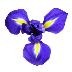 Blue iris flower