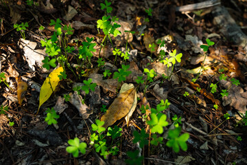 Admiring the complexity of life and death when looking at the decay and growth of nature as it peers through the earths blanket of old plants.