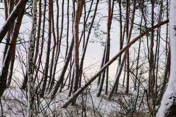 Nadmorski las © Aruru