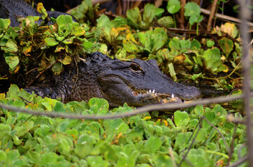 American Alligator sunning along the Saint John's River in Florida