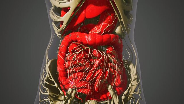 detailed human digestive system anatomy