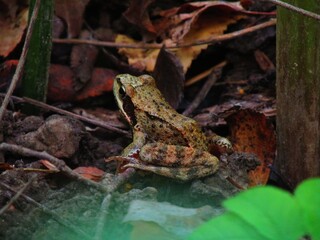 Grey frog in the foliage in the autumn forest