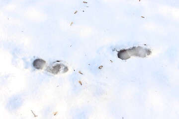 Fototapeta premium A man walked through the melting snow and left footprints. The footprints were frozen by morning