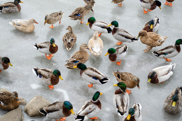 A large group of Mallard ducks on ice
