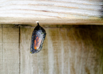 A monarch butterfly ready to eclose from its chrysalis

