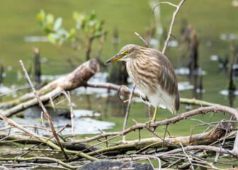 Chinese pond heron  Thailand standing on one leg on tree branch , Thailand
