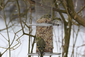 Zeisige am Futtersilo © cagala