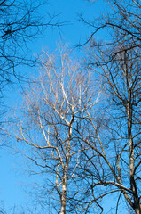 The upper branches of a birch tree without leaves against a blue cloudless sky.