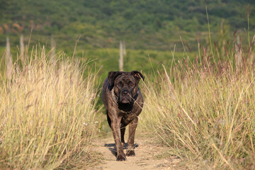 Beautiful purebred dog cane corso outdoors portrait