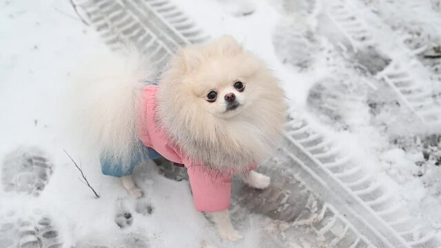 Close up portrait of beautiful fluffy white spitz dog in the park. 