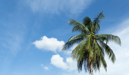 Fototapeta na wymiar Blue sky with white clouds and Coconut trees