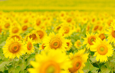 Close-up of sunflower 