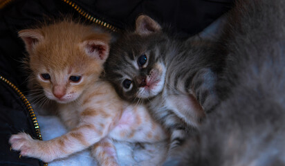 baby cats resting in a box © ELVIZZ