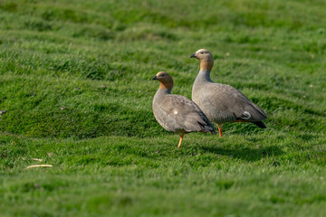 The ruddy-headed goose (Chloephaga rubidiceps)
