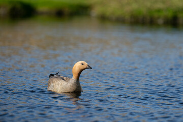 Fototapeta premium The ruddy-headed goose (Chloephaga rubidiceps)