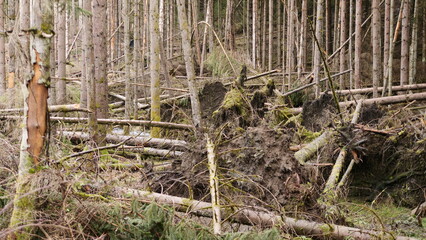 Windbruch im Lauschbachtal
