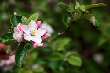 Obraz na płótnie Canvas Blooming apple tree branch at spring garden. Soft focus