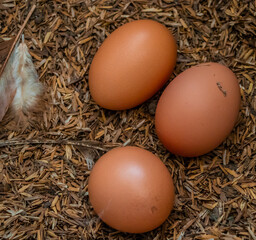 Huevo Organico
