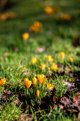 Vibrant Yellow Crocus Flowers with a Shallow Depth of Field