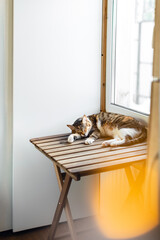 Home cat lying on wooden table near window above the hot battery in lights.
