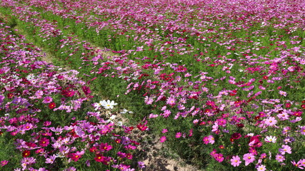 Cosmos flowers of various colors bloom. Mexican Aster (Cosmos bipinnatus Cav.) Ornamental flowers in full bloom in the field. The cosmos flower is often used to symbolize order and unity. Select focus