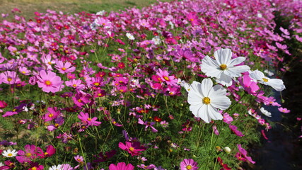 Cosmos flowers of various colors bloom. Mexican Aster (Cosmos bipinnatus Cav.) Ornamental flowers in full bloom in the field. The cosmos flower is often used to symbolize order and unity. Select focus