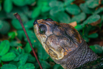 Tortuga en el zoo