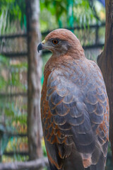Ave rapaz en el zoologico
