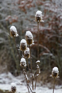 Wild teasel covered with snow in winter, also called Dipsacus fullonum or wilde karde