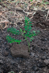 Reforestación de arboles