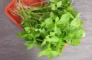 Harvesting fresh spinach from home garden.

