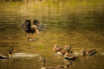 Patos en el lago