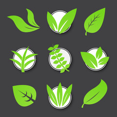 green leaves collection