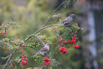 Common starling and fieldfare sits on a rowan branch. There are many bunch ripe red berries on the tree. Wild birds on autumn nature.