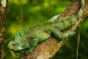 Iguana en un árbol