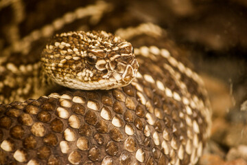 Serpiente cascabel