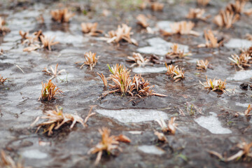 Ground icing, rain in frosty weather.