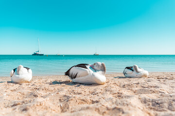 Fototapeta na wymiar Wild Australian pelicans resting on the shore of a sandy beach with turquoise waters of the Indian Ocean in the background. Monkey Mia, Western Australia